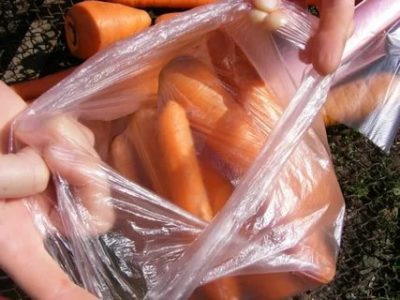 Как хранить мытую морковь в холодильнике