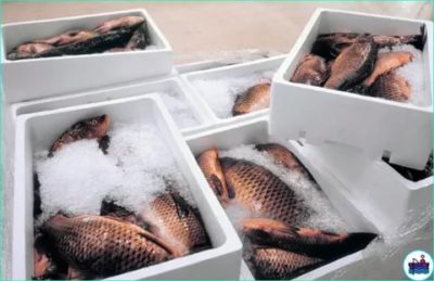 Как дольше сохранить свежую рыбу без холодильника