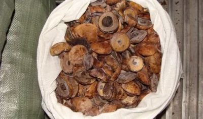 Можно ли замораживать грибы подосиновики