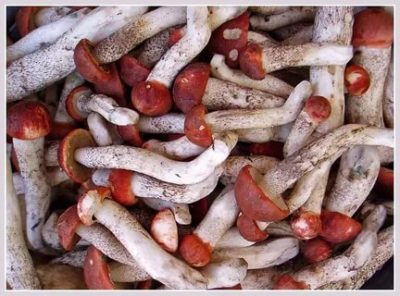 Можно ли замораживать грибы подосиновики