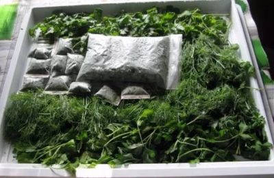Как хранить зелень на зиму в холодильнике