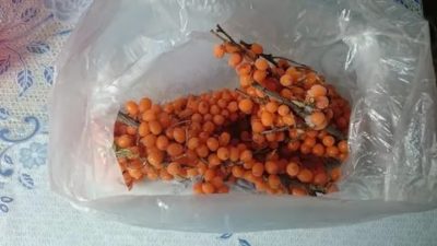 Как заморозить ягоды облепихи