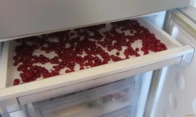 Как правильно заморозить смородину в холодильнике