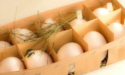 Как сохранить куриные яйца без холодильника