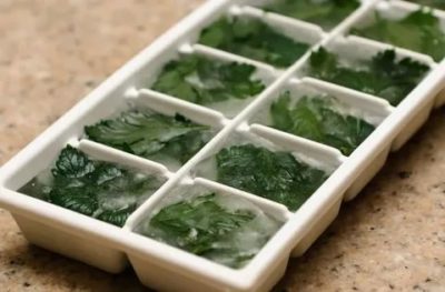 Как заморозить зелень в кубиках