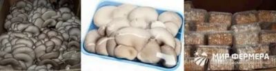 Сколько дней можно хранить свежие грибы в холодильнике