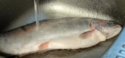 Нужно ли мыть замороженную рыбу